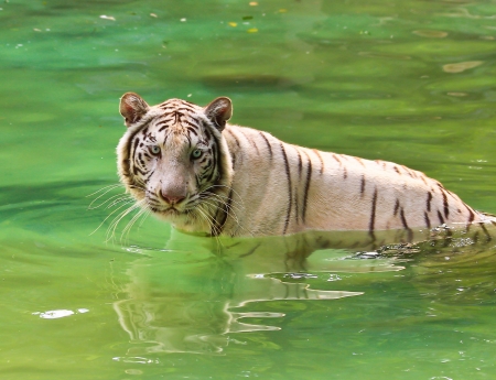 tigerの写真素材