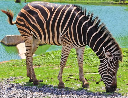 zebraの写真素材