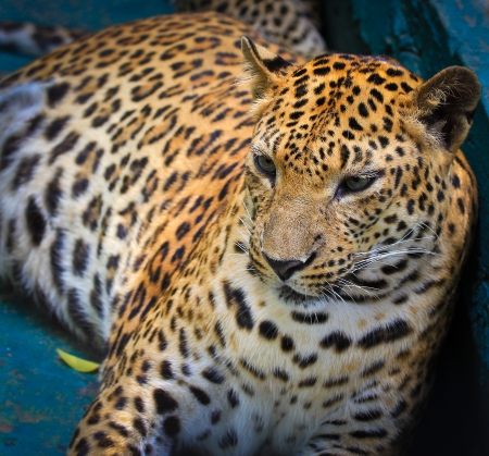 Leopardの写真素材