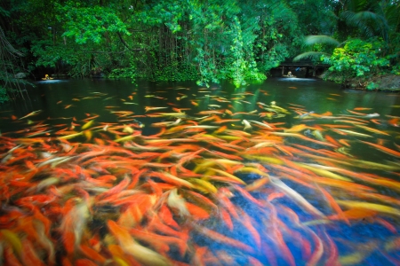 Colorful Koi or carpの写真素材