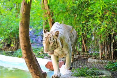 tigerの写真素材