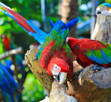 colorful macaw の写真素材