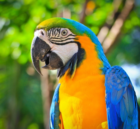 colorful macaw の写真素材