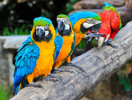 colorful macaw の写真素材