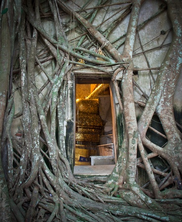 Ancient Buddhist church surrounded by tree roots in Thailand,Asi の写真素材