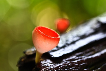 Mushrooms in the forest Mushroom Champagne の写真素材
