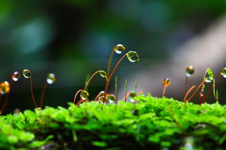 macro  mossの写真素材