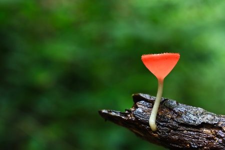 Mushrooms in the forest Mushroom Champagne 