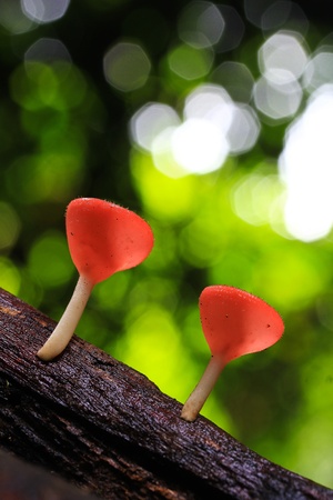 Mushrooms in the forest Mushroom Champagne の写真素材