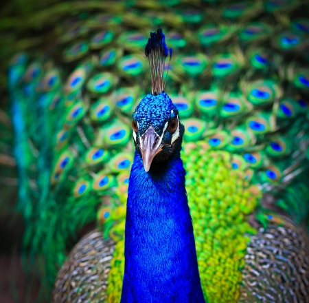 Close-up portrait of beautiful peacock with feathers out の写真素材