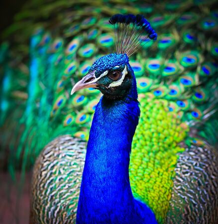 Close-up portrait of beautiful peacock with feathers out の写真素材
