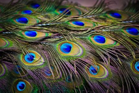 Close-up portrait of beautiful peacock with feathers out の写真素材