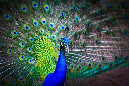 Close-up portrait of beautiful peacock with feathers out の写真素材