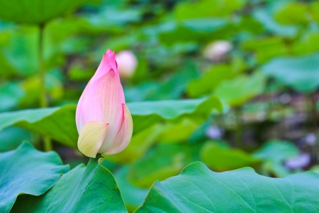 Beautiful lotusの写真素材