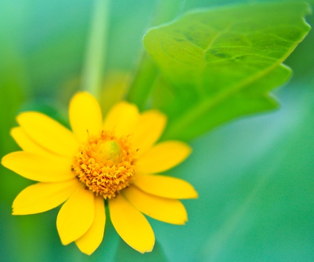 Beautiful flowersの写真素材