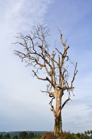 Dead treesの写真素材