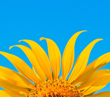 beautiful sunflowersの写真素材