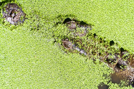 crocodile の写真素材