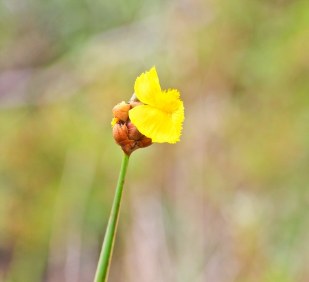 Grass Flowerの写真素材