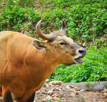 Red Bullsの写真素材