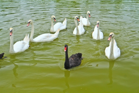 Swam の写真素材