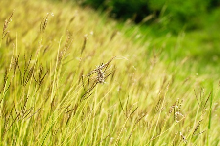 grass background