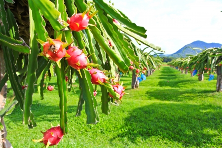 dragon fruit in garden の写真素材
