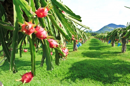 dragon fruit in garden の写真素材
