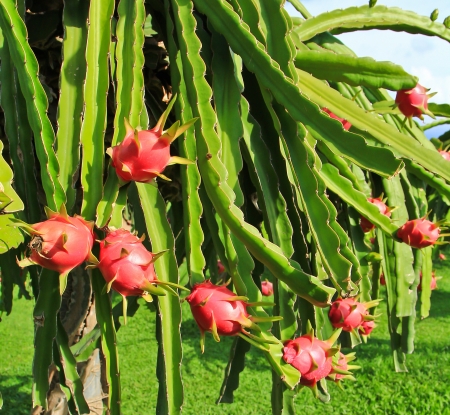 dragon fruit in garden の写真素材