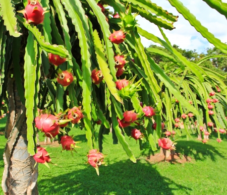 dragon fruit in garden の写真素材