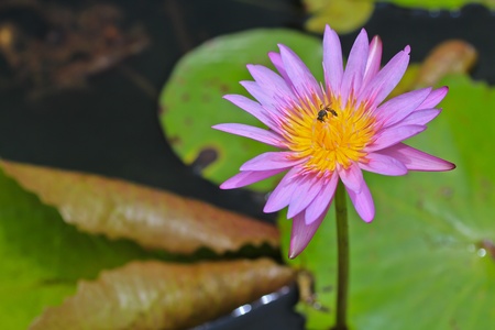 Beautiful lotus Purple の写真素材