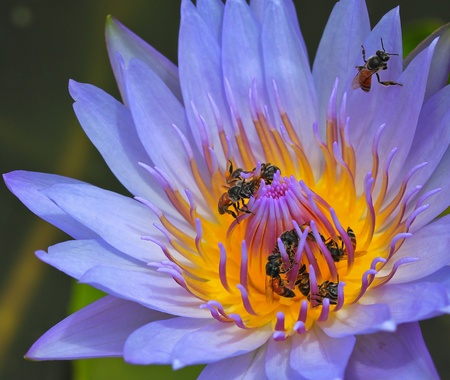 Beautiful lotus Purple
