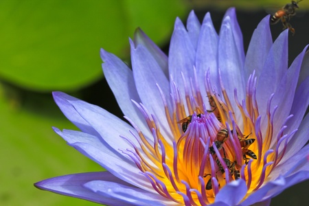 Beautiful lotus Purpleの写真素材