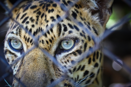 Leopard page の写真素材