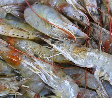 fresh river prawn from the market の写真素材
