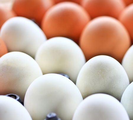 egg in carton box 