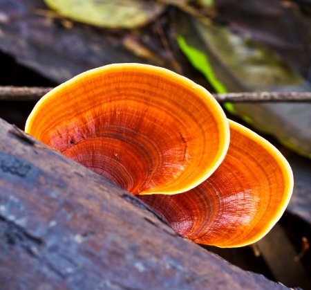 Brown mushrooms in the forest の写真素材