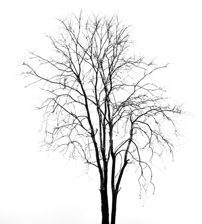 dead tree background の写真素材