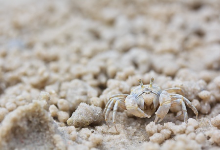 Crab making sand balls on the beach の写真素材