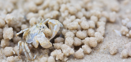 Crab making sand balls on the beach の写真素材