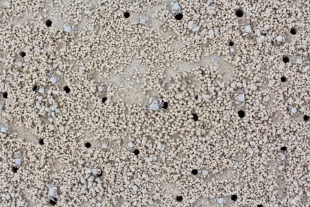 Crab making sand balls on the beach 