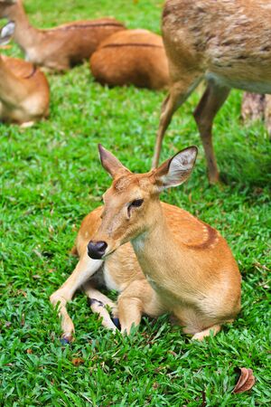 antelope の写真素材
