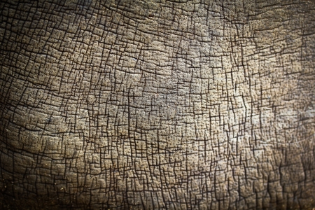 Rhino skin texture backgroundの写真素材