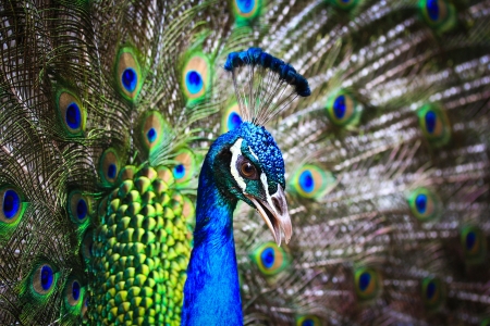 green beautiful peacock の写真素材