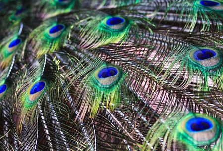 abstract background Peacock feathers の写真素材