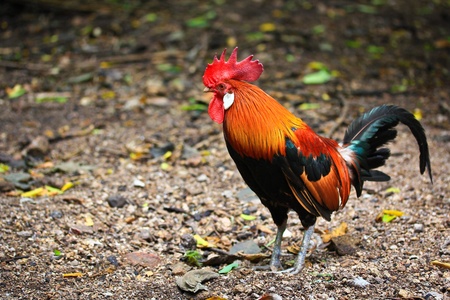 Bantam