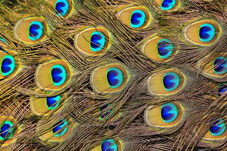 abstract background Peacock feathers 