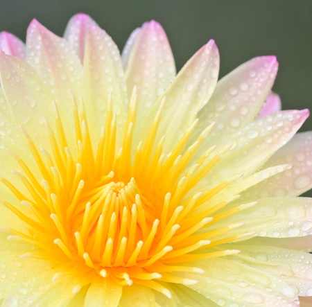 Beautiful lotus background の写真素材