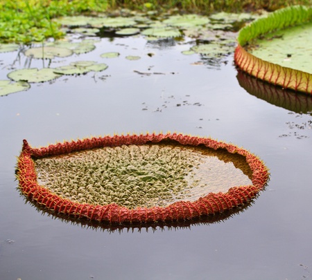 Victoria amazonica Lotus leaf green background の写真素材