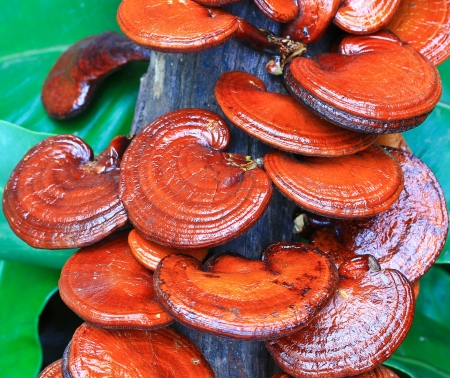 mushroom Ganoderma lucidum in the mushroom farm の写真素材